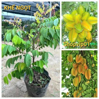 Cây khế chua sẵn hoa cao 50-60 cm