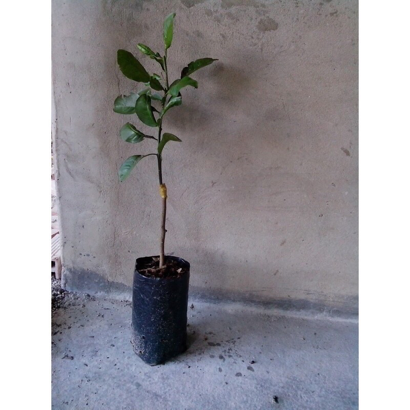 1Kg Túi bầu ươm cây nhiều kích cỡ giá rẻ