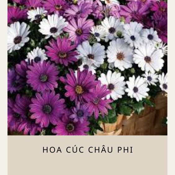 Hạt giống hoa cúc châu phi chuẩn giống nảy mầm tốt