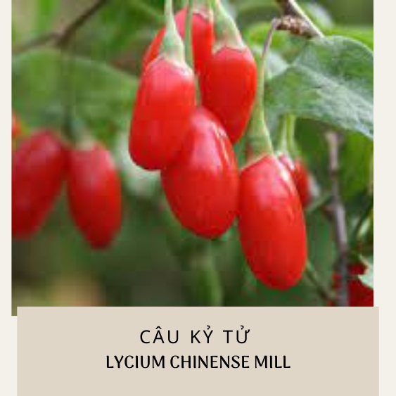Hạt giống câu kỷ tử