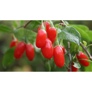 Hạt giống câu kỷ tử