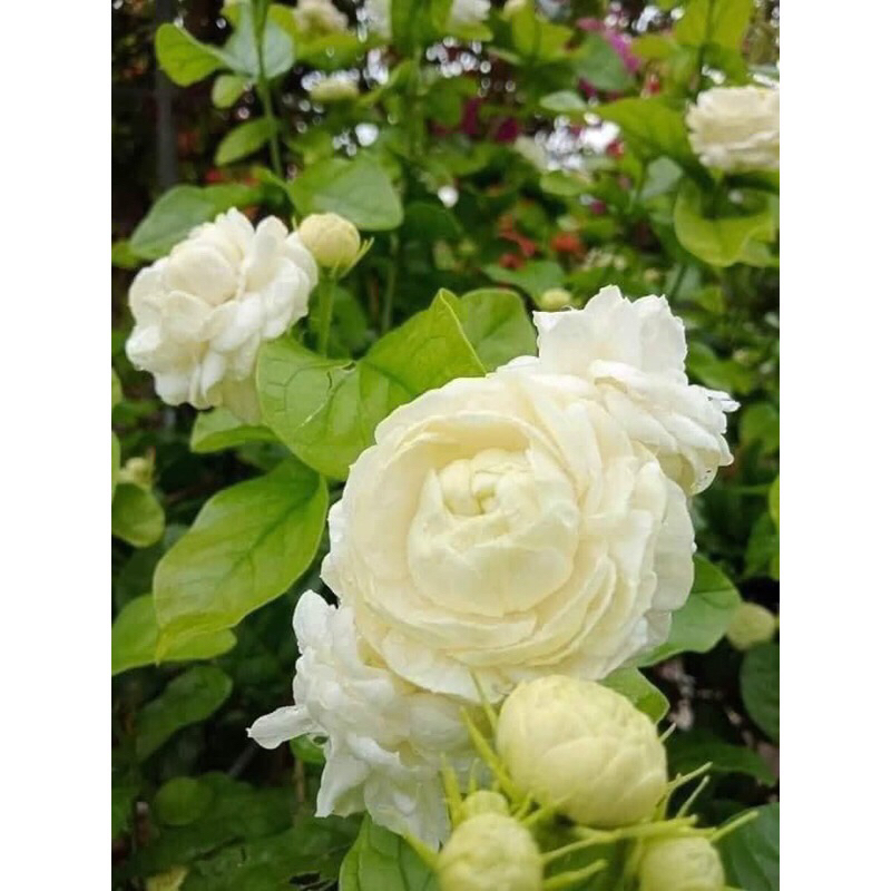 Nhài 3 lá cao 25-30cm