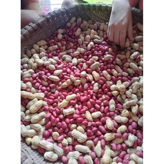 lạc quê . lạc ₫ỏ các cụ