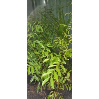 bầu mắc mật ( cây hồng bì) cây đẹp, cao 40-50cm,