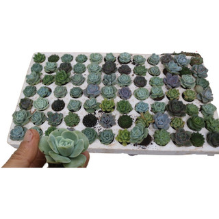 Senda dalat - sen đá vỉ 84 cây giá sỉ 250k