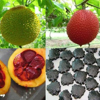 Hạt giống rau quả các loại (đã qua xử lý)