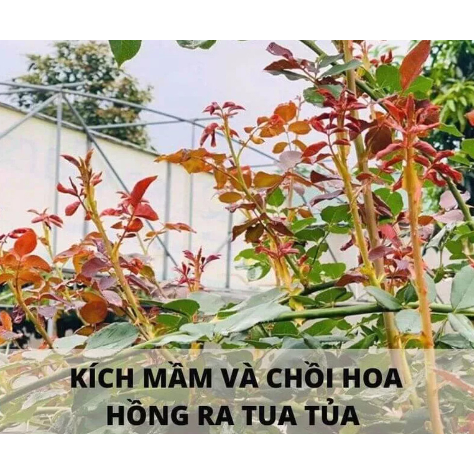 ĐẠM CÁ NGUYÊN CHẤT GIÁ XƯỞNG  – RAU SẠCH, TRÁI NGỌT, XANH LÁ MẤP THÂN, BÊN CÂY, TỐT ĐẤT.