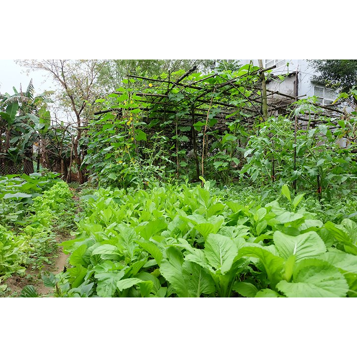 ĐẠM CÁ NGUYÊN CHẤT GIÁ XƯỞNG  – RAU SẠCH, TRÁI NGỌT, XANH LÁ MẤP THÂN, BÊN CÂY, TỐT ĐẤT.