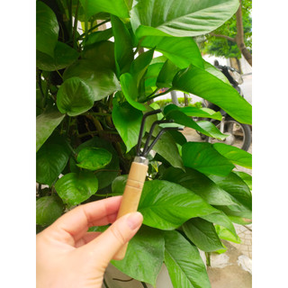 Dụng Cụ Làm Vườn Bộ 3 Món Cán Gỗ (Xẻng - Cào - Xới Đất)