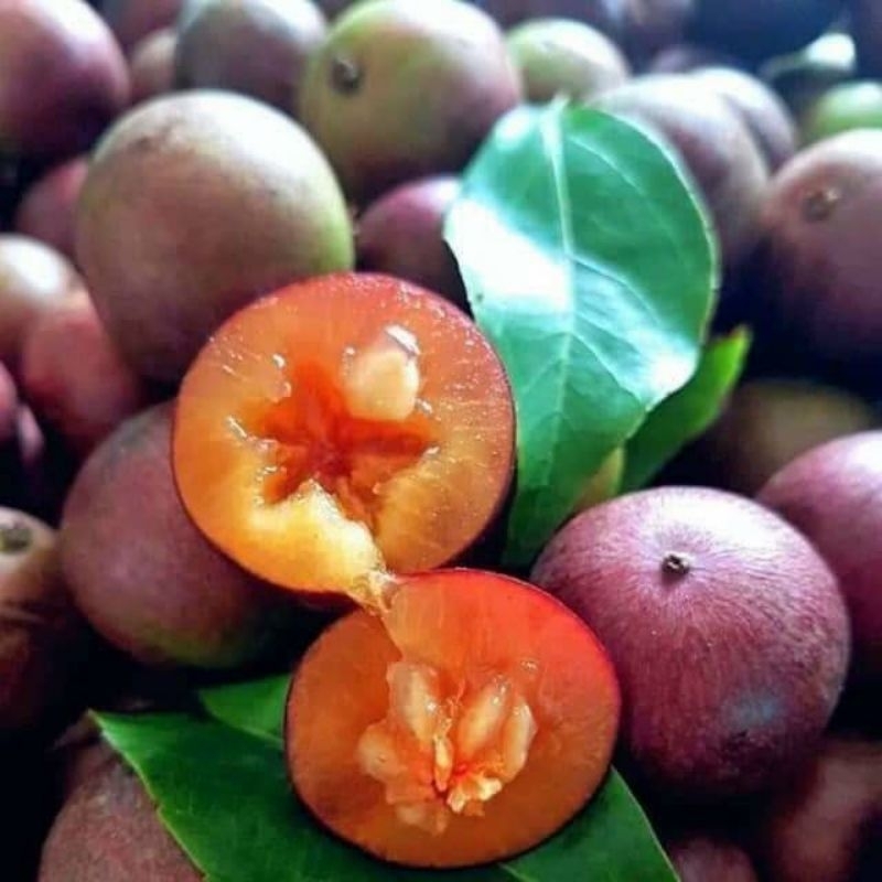 CÂY GIỐNG MẬN QUÂN (HỒNG QUÂN, BỒ QUÂN)