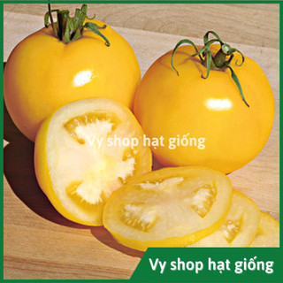 Hạt giống cà chua vàng hoàng quý phi quả to gói 200 hạt