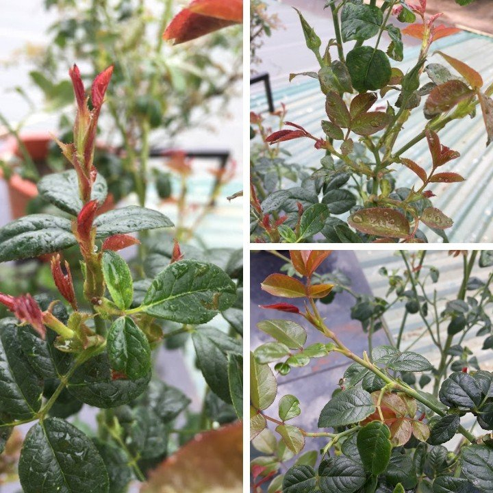 ĐẠM CÁ NGUYÊN CHẤT GIÁ XƯỞNG  – RAU SẠCH, TRÁI NGỌT, XANH LÁ MẤP THÂN, BÊN CÂY, TỐT ĐẤT.