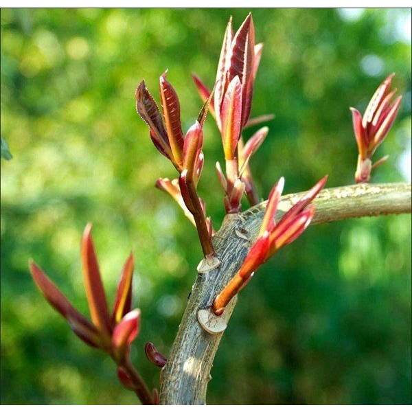 ĐẠM CÁ NGUYÊN CHẤT GIÁ XƯỞNG  – RAU SẠCH, TRÁI NGỌT, XANH LÁ MẤP THÂN, BÊN CÂY, TỐT ĐẤT.