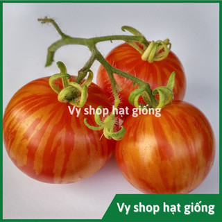 Hạt giống cà chua tiger quả to gói 200 hạt