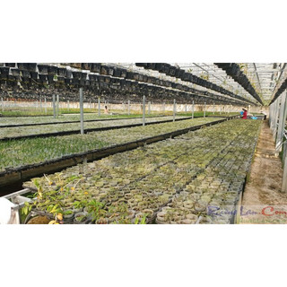 PHÂN VI SINH VẬT TKS- TRICHODERMA