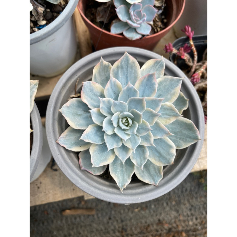cây sen đá hồng phấn var cây đơn size 7-8cm_🌱hàng sẵn lựa thoải mái