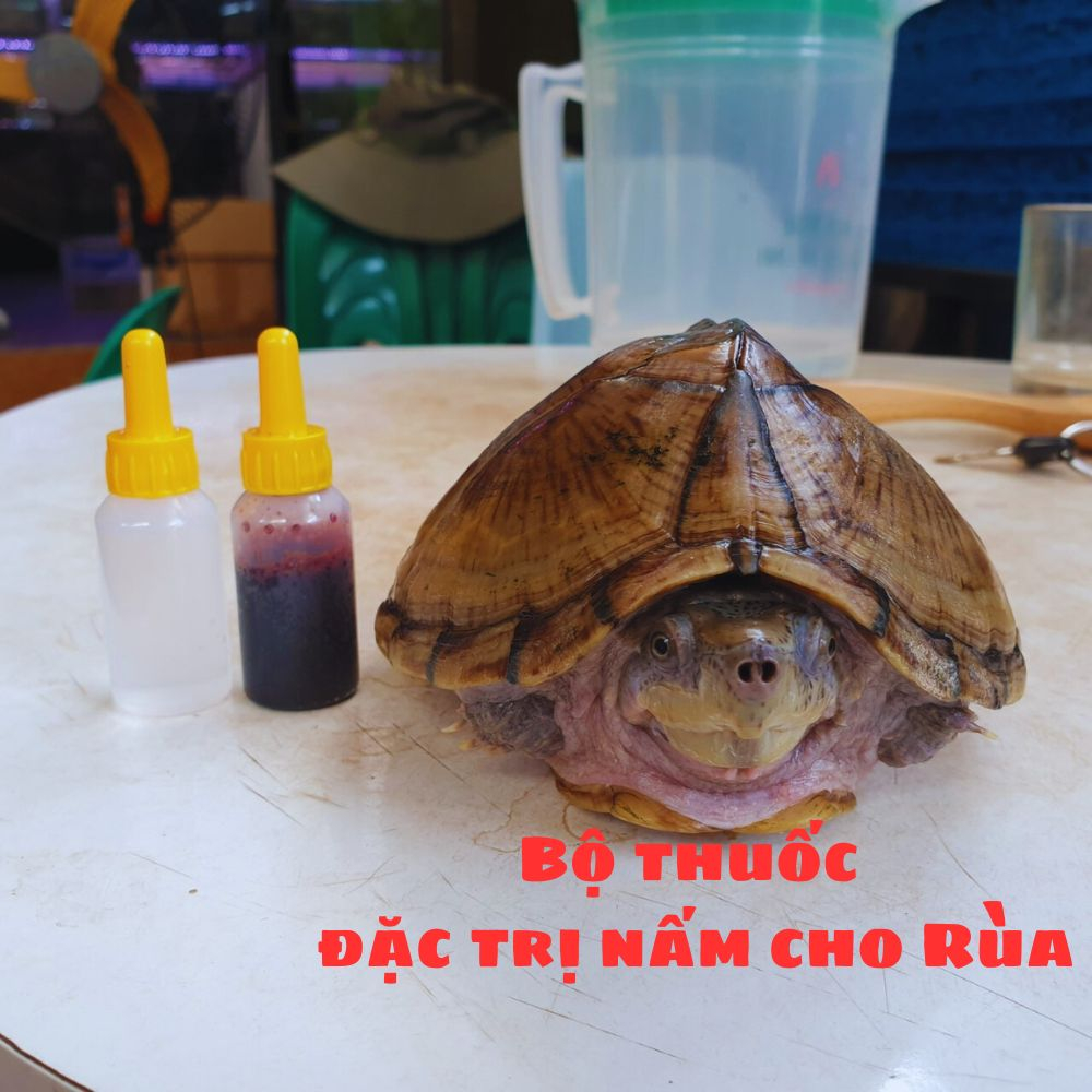 Bộ thuốc chữa Nấm Cho Rùa Cảnh, Bò Sát, Đặc Trị Nấm, Xử Lý Các Vết Thương, Sát Khuẩn Vết Thương Cho Rùa, Cho Bò Sát