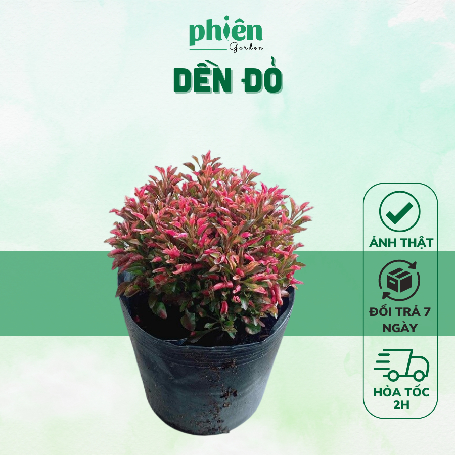 Cây Kỷ Đỏ - Dền Đỏ Mini để bàn