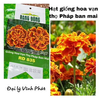 Hạt giống hoa vạn thọ pháp ban mai