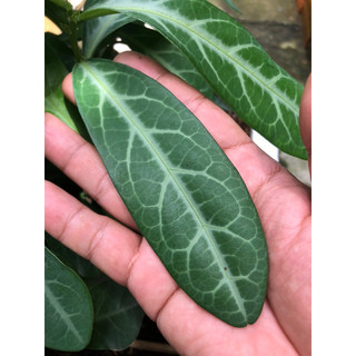 lá cây lưỡi nhân ( 10lá)