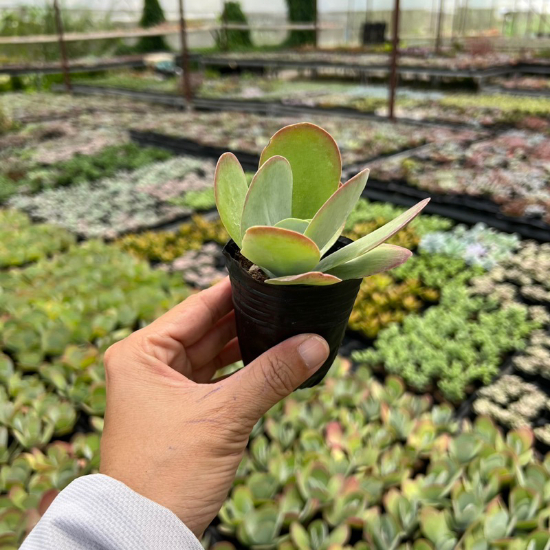 Cây sen đá Hồ Điệp Kalanchoe Thyrsiflora size bầu 4-4,5cm, cây cảnh trang trí nhà cửa THUANPHAT GARDEN