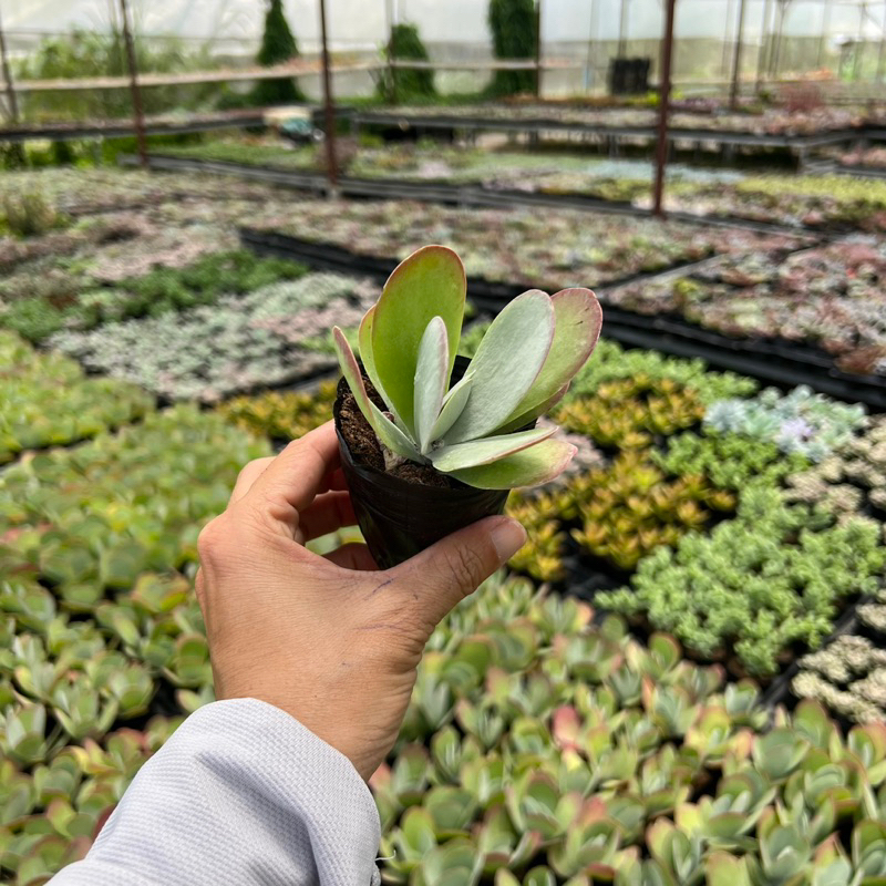 Cây sen đá Hồ Điệp Kalanchoe Thyrsiflora size bầu 4-4,5cm, cây cảnh trang trí nhà cửa THUANPHAT GARDEN