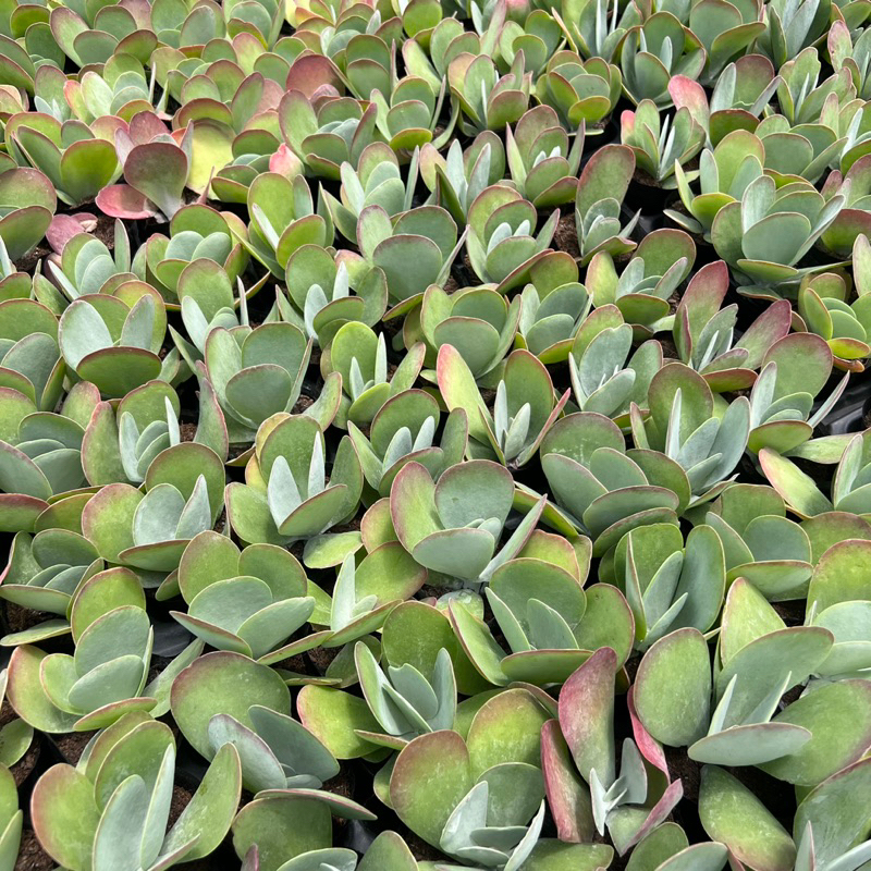 Cây sen đá Hồ Điệp Kalanchoe Thyrsiflora size bầu 4-4,5cm, cây cảnh trang trí nhà cửa THUANPHAT GARDEN