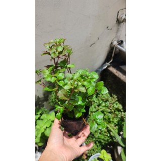 Cây giống xà lách xoang nhật dễ trồng giàu dinh dưỡng