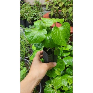 Cây giống lá lốt
