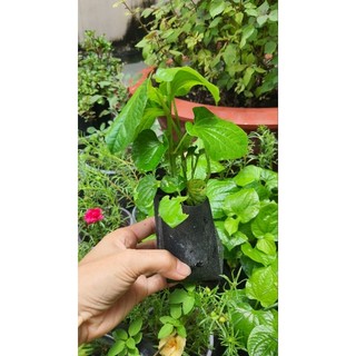 cây giống lá lốt