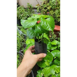cây giống lá lốt