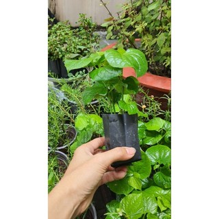 cây giống lá lốt