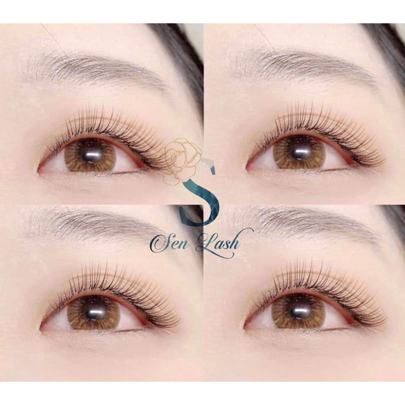 Mi Flat Sen Lash siêu mềm nối Classic độ dày 0.12