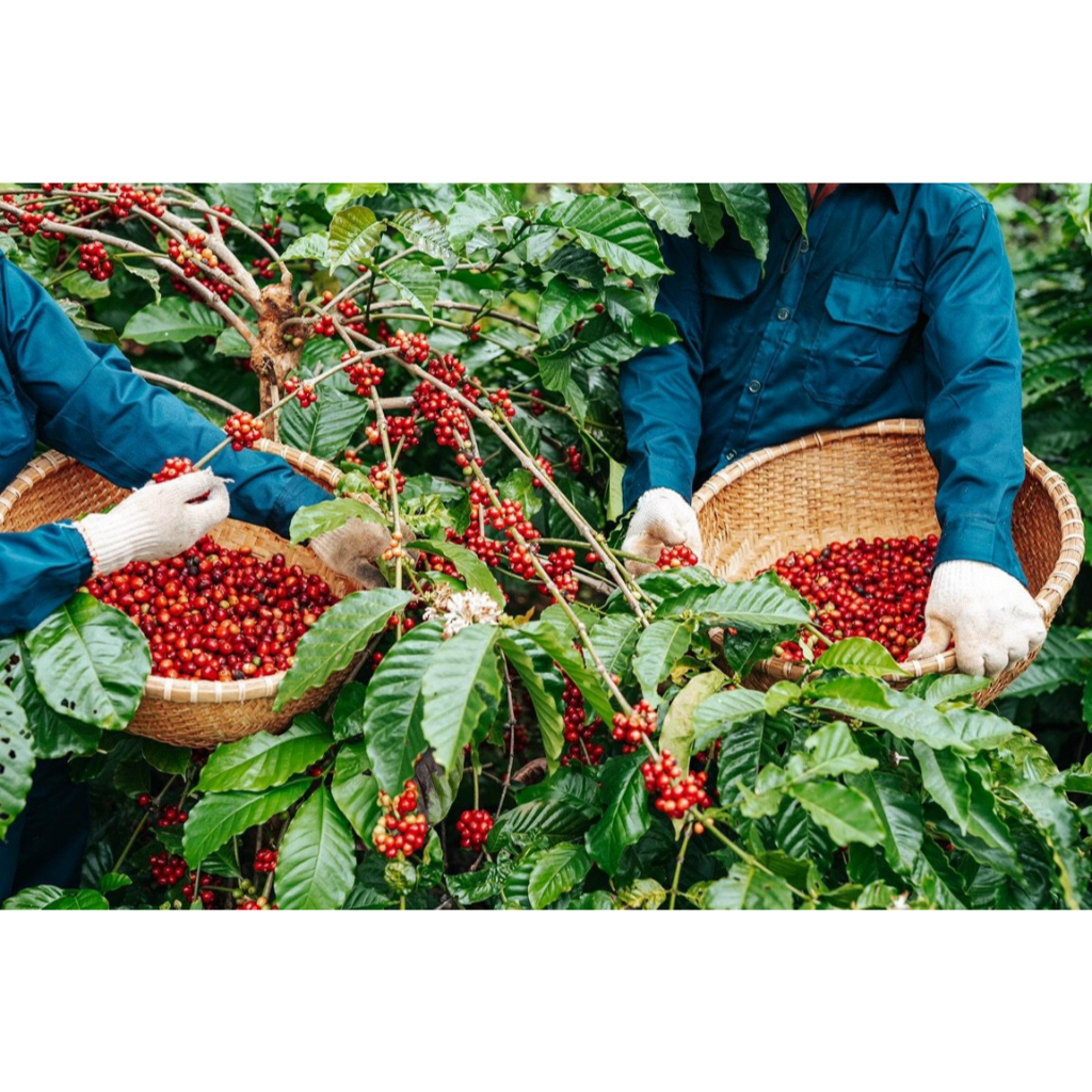Cà Phê Hạt Robusta Nguyên Chất Rang Mộc 100%