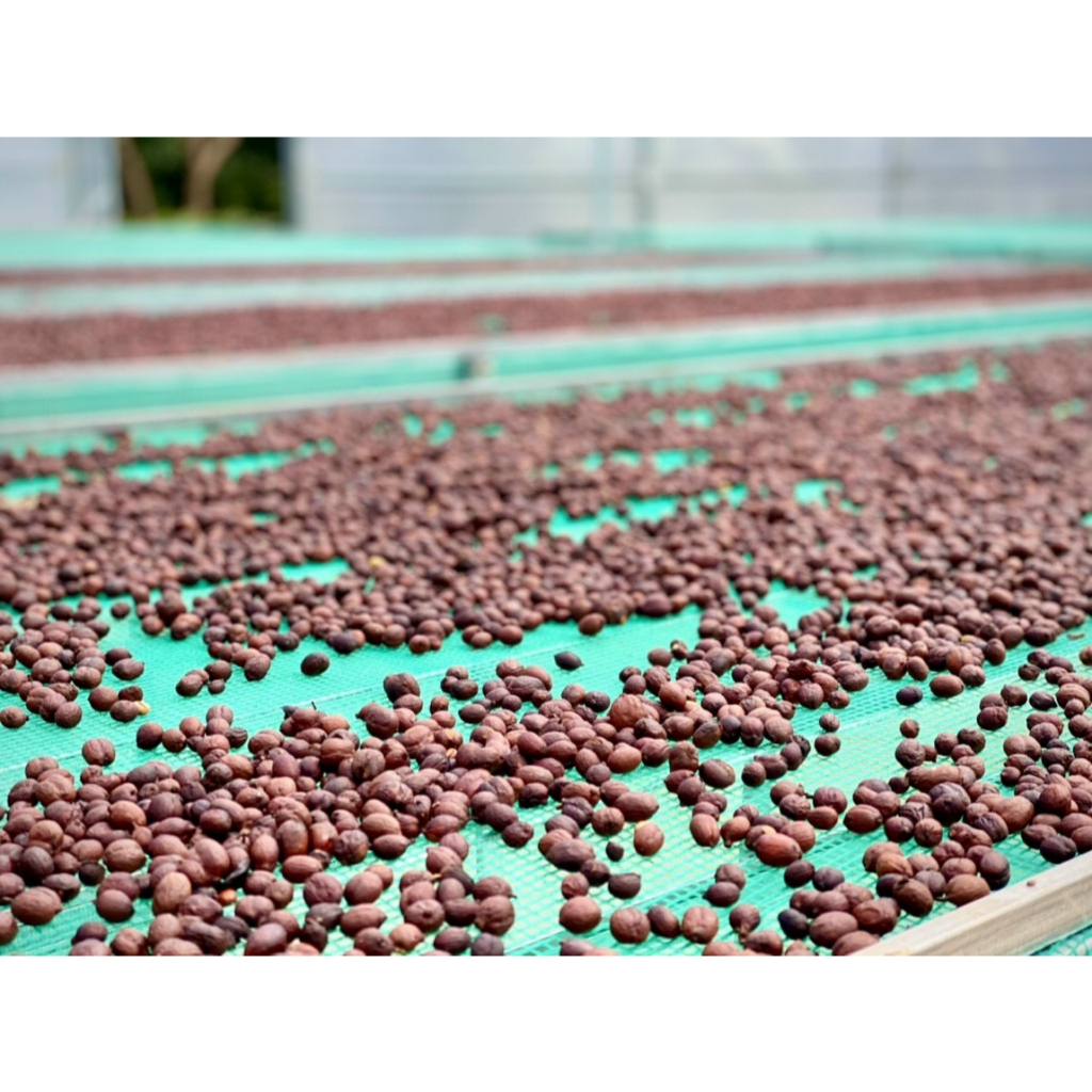 Cà Phê Hạt Robusta Nguyên Chất Rang Mộc 100%