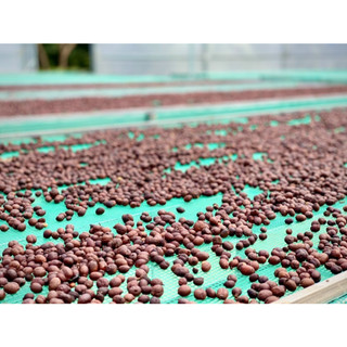 Cà Phê Hạt Robusta Nguyên Chất Rang Mộc 100% (1 Kí)