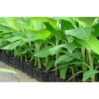 Cây giống chuối sáp nghệ siêu sớm