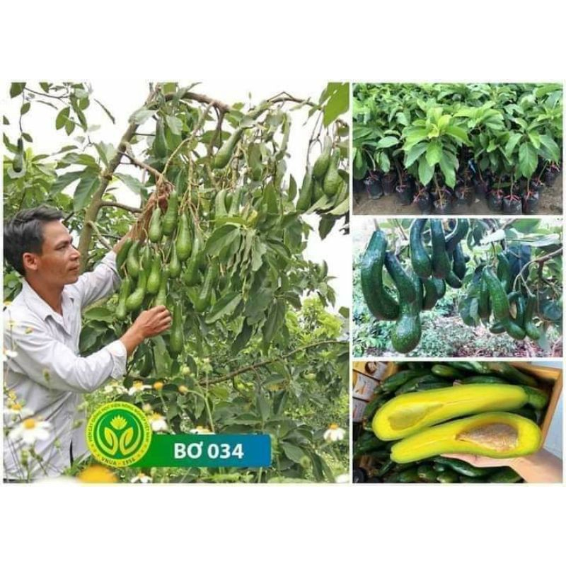 cây bơ 034 giống chuẩn (2.5 năm cho trái)( CÂY GIỐNG ĐỨC MẠNH)
