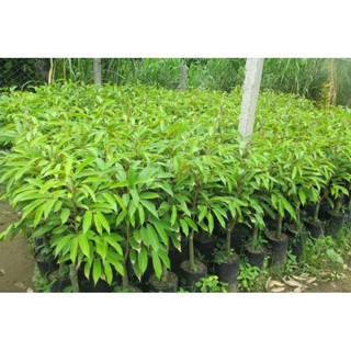 Cây giống sầu riêng musang king – sầu riêng malaysia