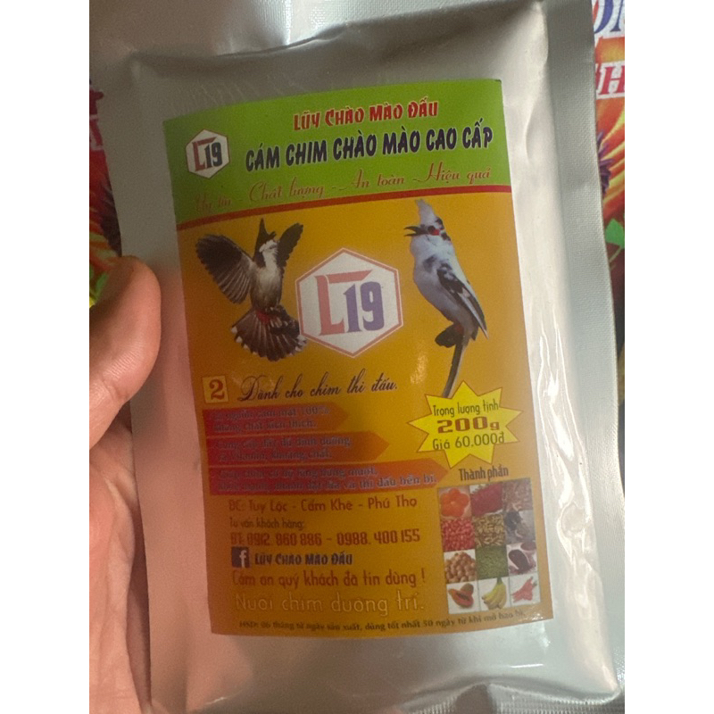 Cám luỹ chào mào đấu số 2