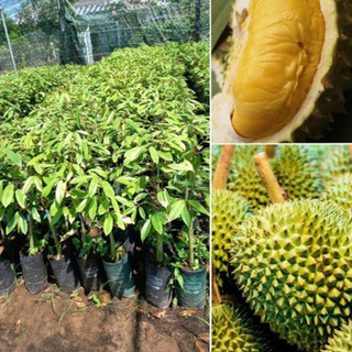 Cây giống sầu riêng óc khỉ cho trái sớm