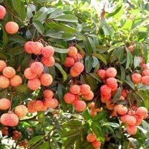 Cây giống vải không hạt siêu ngọt