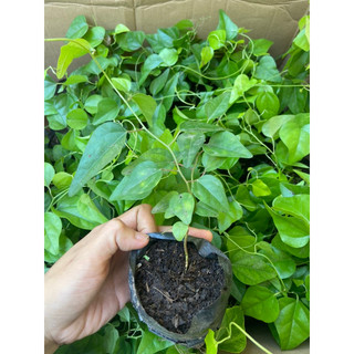 Cây giống sương sâm (sâm trơn) làm thạch sương sâm