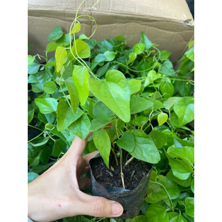 Cây giống sương sâm làm thạch sương sâm