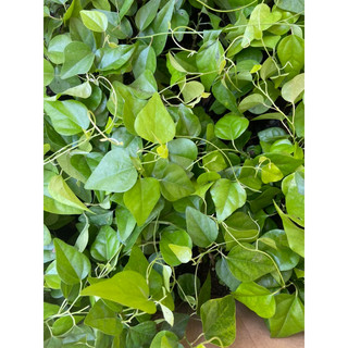 Cây giống sương sâm (sâm trơn) làm thạch sương sâm