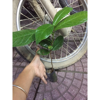 Cây hải đường đỏ