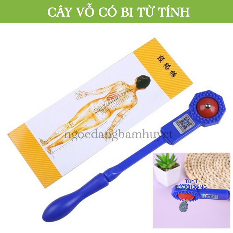 Cây vỗ thông kinh lạc