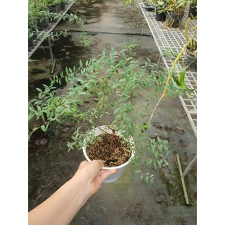 cây tuyết mai