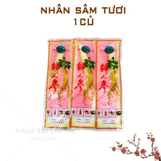 Nhân sâm tươi hàn quốc 1 củ - lãn ông
