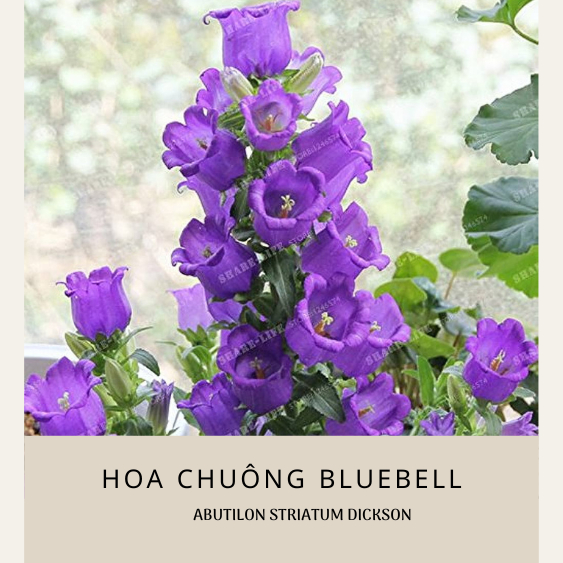 Hạt giống hoa chuông Bluebells nhập khẩu nguyên gói